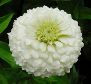 Carciumareasa Alba