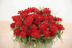 Carciumareasa Profusion double Red - Img 4