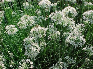 Ceapa de tuns-Chives - Img 3