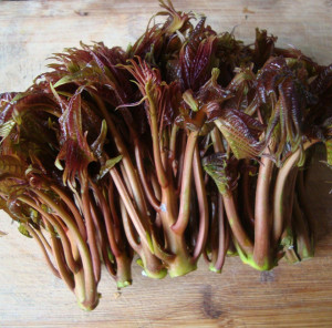 Cedru Chinezesc-Toona Sinensis