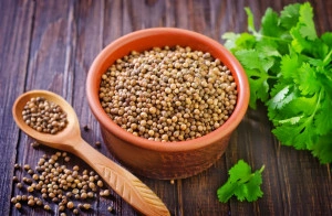 Coriandru-Coriandrum sativum - Img 2
