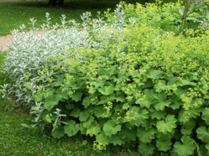 Creţişoara-Alchemilla Vulgaris - Img 4