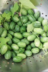 Cucamelon-Scabra Melothria - Img 4