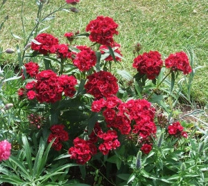 Dianthus barbatus-Garoafa turceasca Scarlet Beauty - Img 2