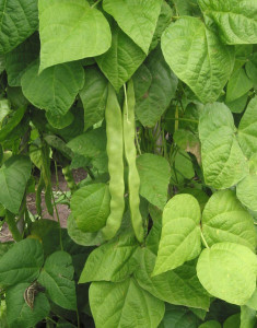 Fasole Bob-Vicia faba L.