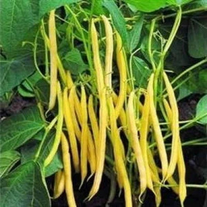 Fasole pitica fideluta galbena