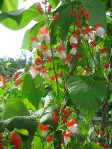 Fasolea Phaseolus coccineus