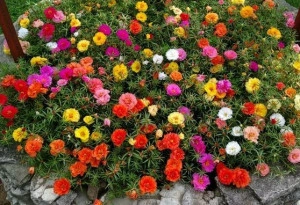 Flori de piatra-Portulaca Grandiflora mix - Img 6