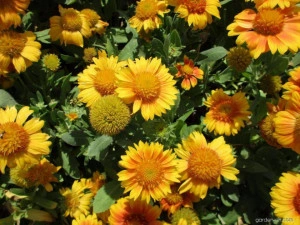 Gaillardia Aristata African Sunset  - Img 1
