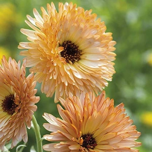 Galbenele-Calendula Off.Apricot Beauty - Img 3