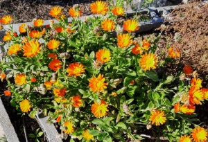 Galbenele-Calendula officinalis - Img 3