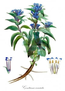 Gentiana Cruciata - Img 2
