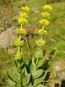 Ghintura-Gentiana lutea - Img 4