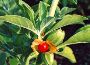 Ginseng Indian-Ashwaganda-Withania somnifera