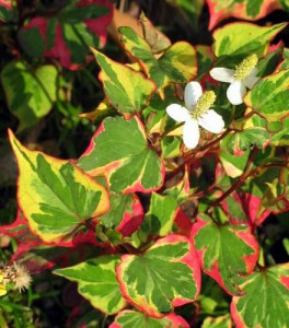 Houttuynia Cordata Cameleon