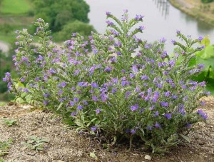  Iarba Sarpelui-Echium vulgare - Img 3