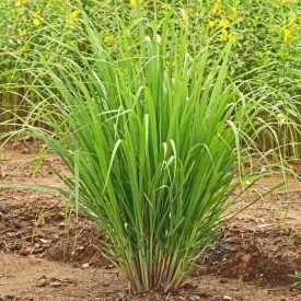 Lemongrass-Iarba lamaioasa - Img 6