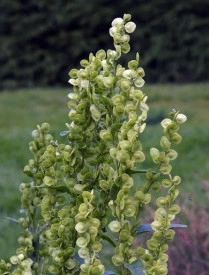 Loboda verde-Atriplex hortensis - Img 2