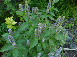 Lofant-Lophanthus Anisatus Benth