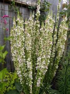 Lumanarica-Verbascum chaixii Wedding Candles - Img 2