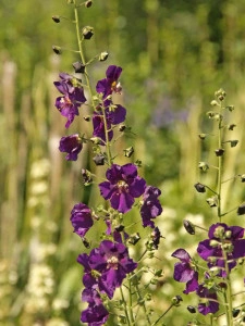 Lumanarica-Verbascum Phoeniceum Purple - Img 2