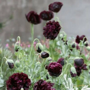 Mac Black Paeony - Img 2