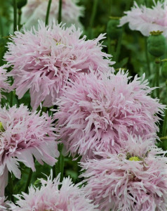 Mac Somniferum Lilac Pompom