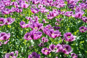 Mac Somniferum Single Lilac - Img 3