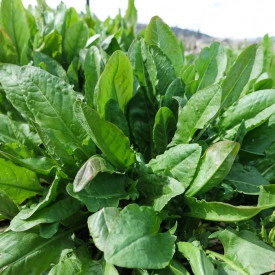 Macris-Rumex acetosa