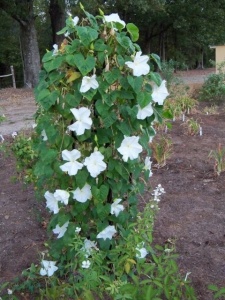 Moonflower-Ipomoea alba 