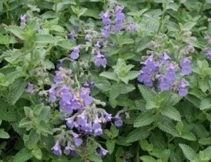 Nepeta mussini-Catmint - Img 3
