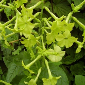 Nicotiana-Regina noptii Lime Green - Img 2