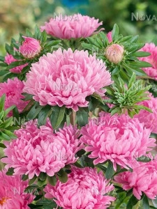 Ochiul boului-Callistephus chinensis Paeony Pink