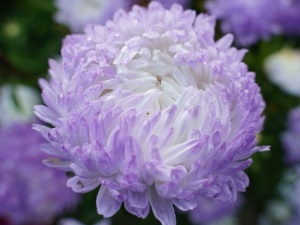 Ochiul boului-Callistephus chinensis Paeony Tower Silver