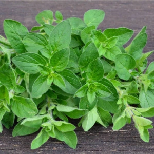 Oregano-Origanum vulgare - Img 5