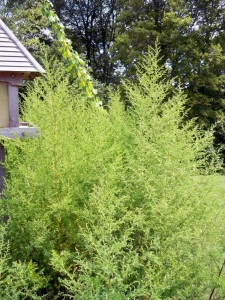 Pelinita-Artemisia Annua - Img 3