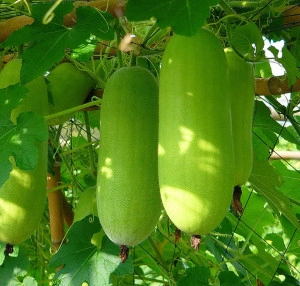 Pepene galben de iarna Wax Gourd