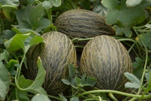 Pepene galben Piel de Sapo - Img 3