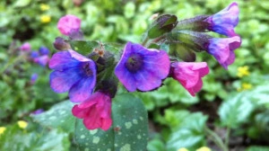 Plamanarica-Pulmonaria Officinalis - Img 3
