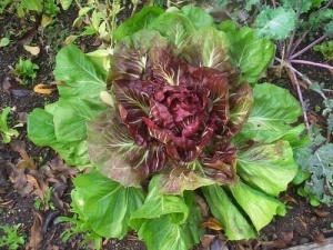 Radicchio-Cicoare rosie