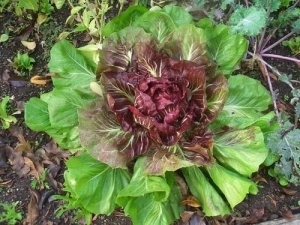  Radicchio-Cicoare rosie - Img 2