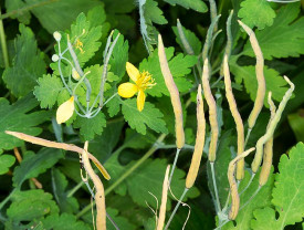 Rostopasca-Chelidonium Majus