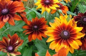 Rudbeckia Hirta Gloriosa Daisy - Img 3