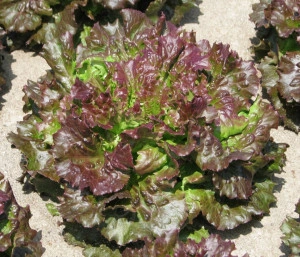 Salata Iceberg-Maravilla de Verano - Img 2