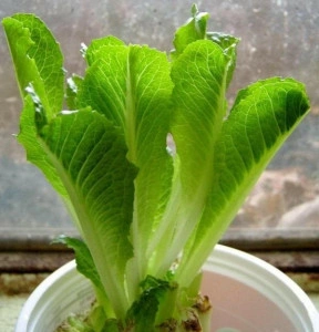 Salata verde Romaine-Cos Lettuce - Img 2