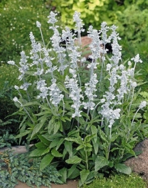 Salvia Farinacea Victoria White