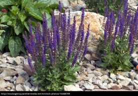 Salvia Nemorosa - Img 3