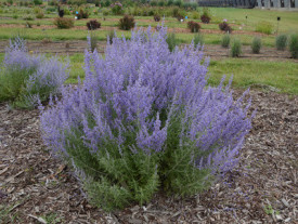 Salvia Rusa Perovskia Atriplicifolia
