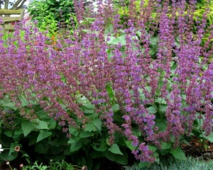 Salvia Verticillata Purple Rain - Img 3