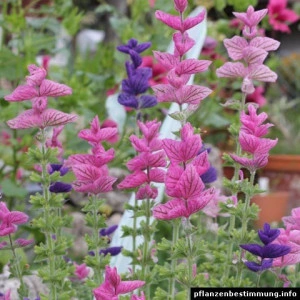 Salvia viridis mix - Img 2